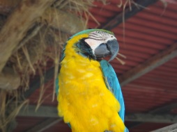 Parrot!
